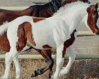 tobiano-hanoverian-horse