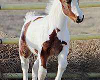 tobiano-hanoverian