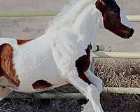 tobiano-hanoverian-colt