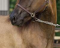 black-grulla-halter-horse