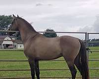 black-grulla-stallion-horse