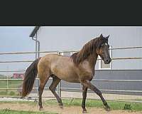 black-grulla-trained-horse