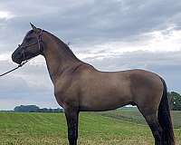 black-grulla-stallion-for-sale