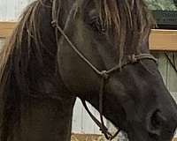 black-grulla-morgan-horse