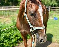 chestnut-stripe-horse