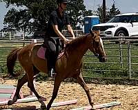 hunter-under-saddle-thoroughbred-horse