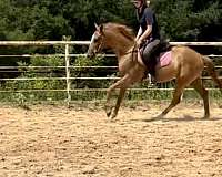 jumping-thoroughbred-horse