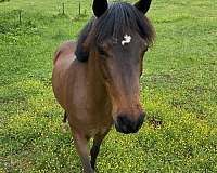 champ-welsh-pony