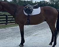 dressage-thoroughbred-horse