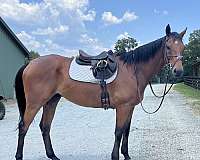 athletic-thoroughbred-horse