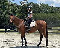 field-hunter-thoroughbred-horse