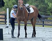 eventing-thoroughbred-horse