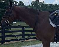 all-around-thoroughbred-horse