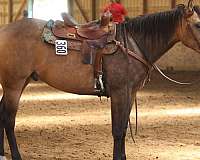 all-around-quarter-horse