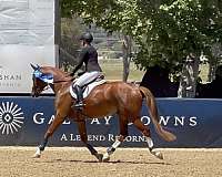 eventing-oldenburg-horse