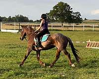 ranch-work-quarter-horse