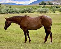 red-roan-none-horse