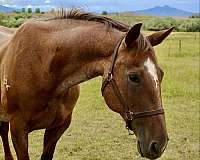 beginner-safe-quarter-horse