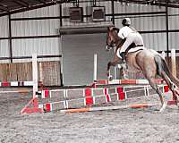 beginner-quarter-horse