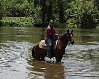 beginner-safe-quarter-pony