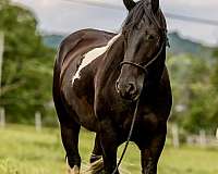 friesian-sport-horse-gypsy-vanner