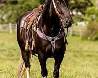 gypsy-vanner-horse