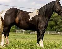 tobiano-gypsy-vanner-horse