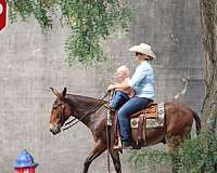 ranch-work-quarter-horse