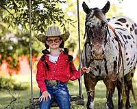 chestnut-leopard-appaloosa-pony