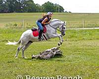 trail-quarter-pony