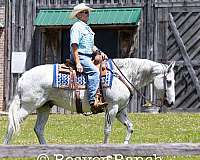 ranch-quarter-pony