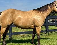 buckskin-none-horse