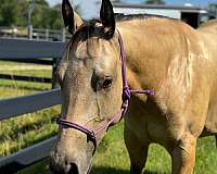 family-horse-quarter