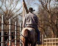 ranch-work-quarter-horse