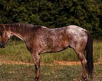 red-roan-star-horse