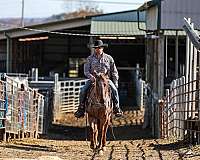 family-horse-quarter