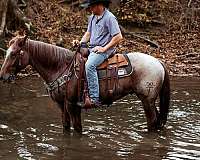 trail-quarter-horse