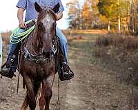 husband-safe-quarter-horse