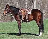 quarter-horse