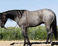 blue-roan-star-socks-horse