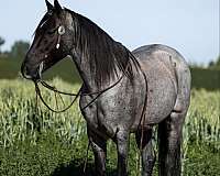 quarter-horse