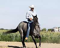 ranch-work-quarter-horse