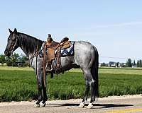 family-horse-quarter