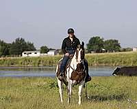 beginner-safe-quarter-pony