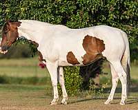 ranch-work-quarter-pony