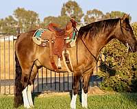 quarter-horse