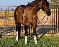 ranch-work-quarter-horse