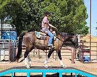 beginner-quarter-horse