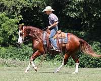 trail-quarter-horse