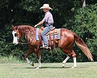 all-around-quarter-horse